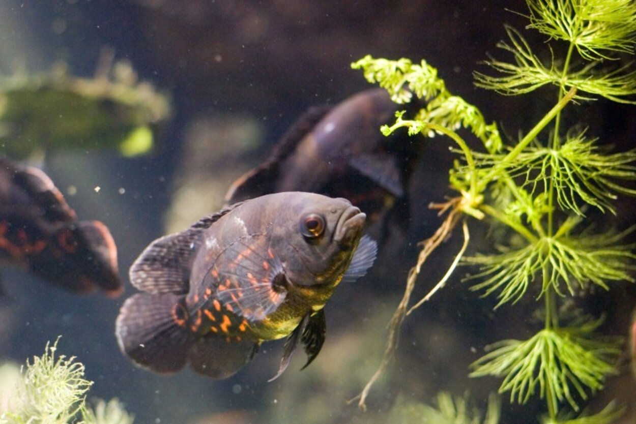 Astronotus ocellatus