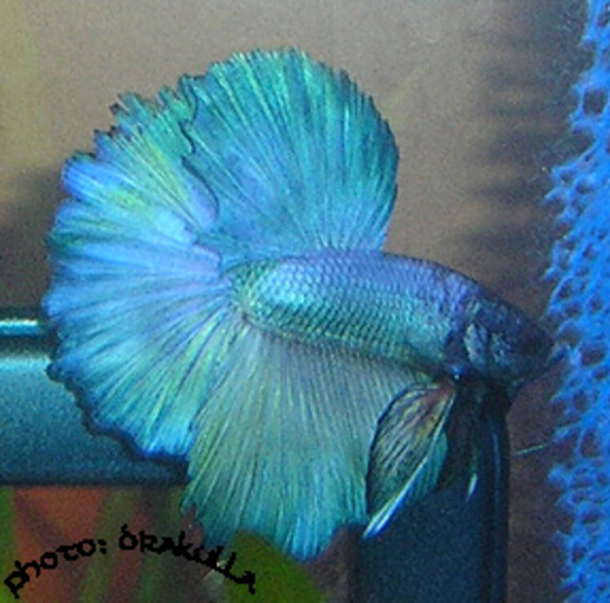 Betta Splendens - Halfmoon