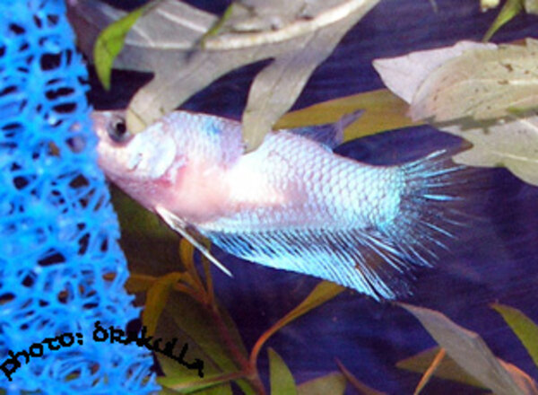Superdelta tail female, marble