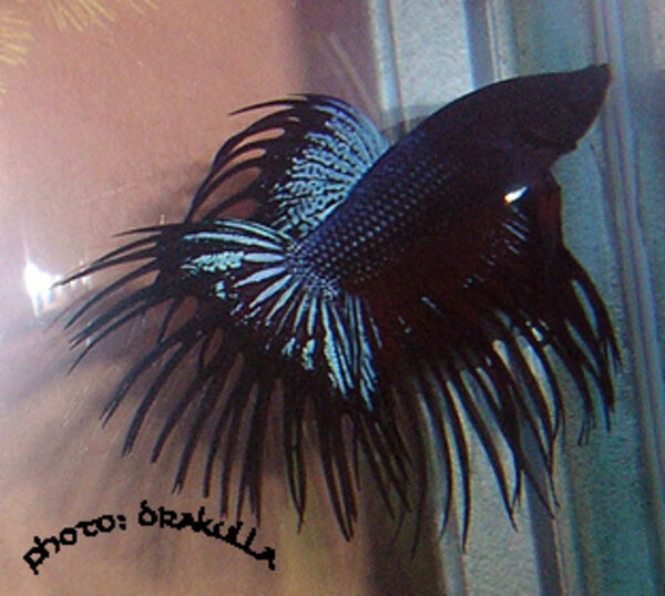 Crowntail male