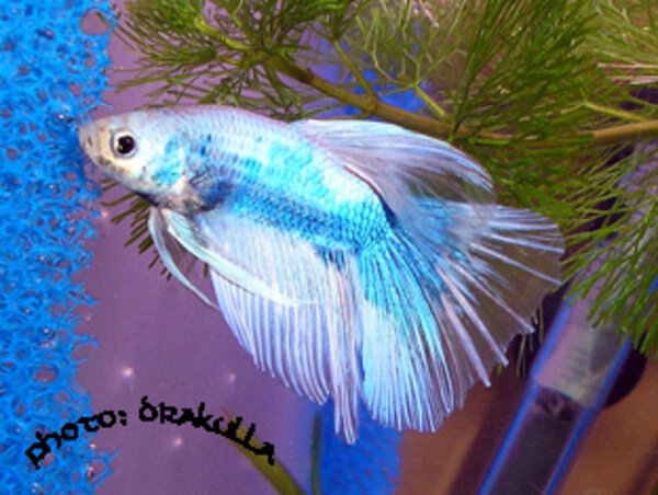 Superdelta tail male, marble