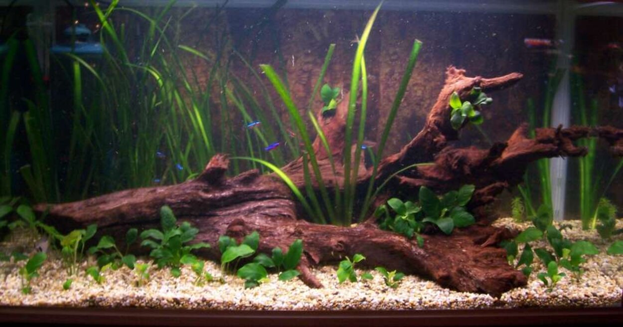 Mitt Akvarium