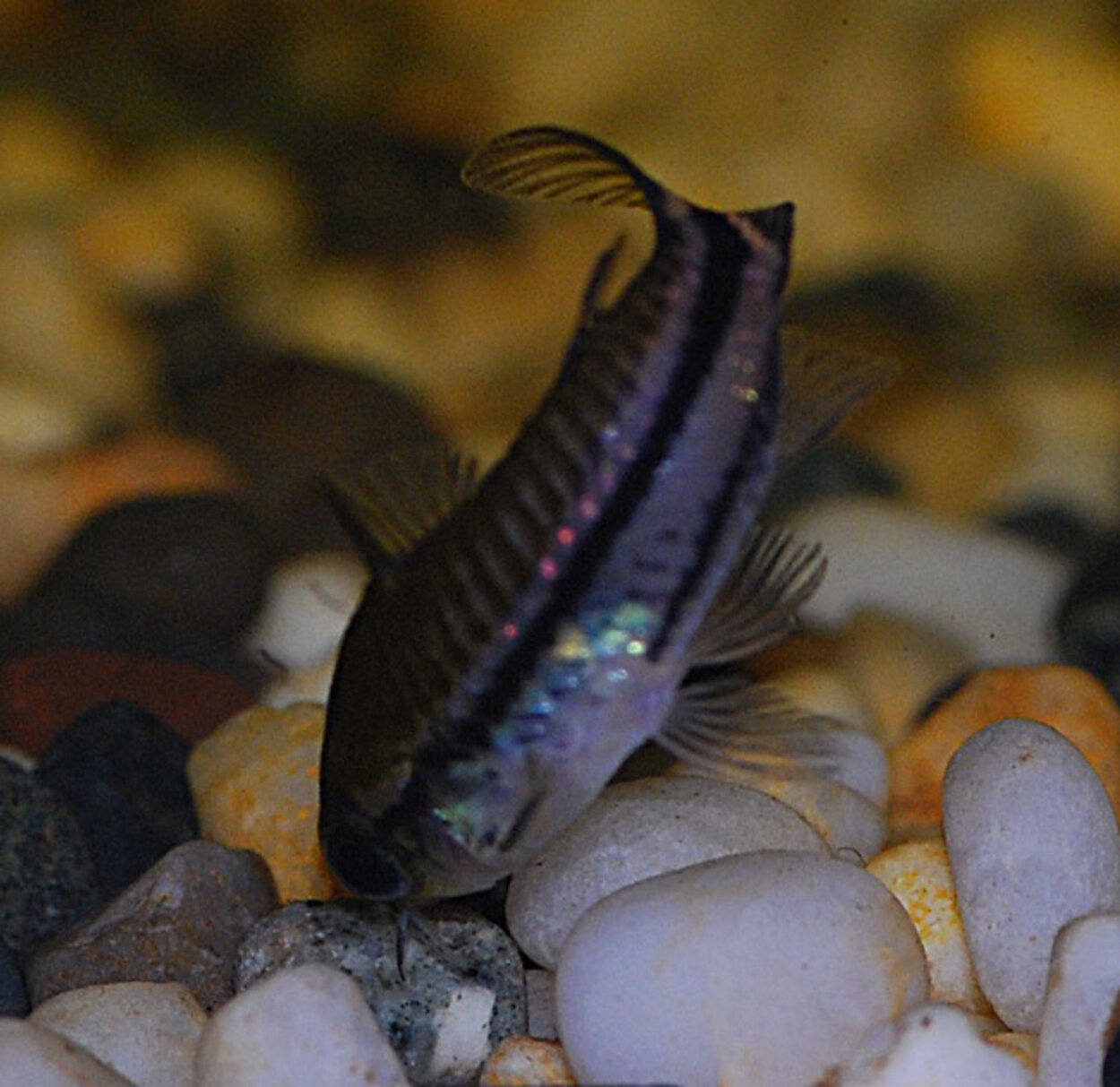 Corydoras pygmaeus