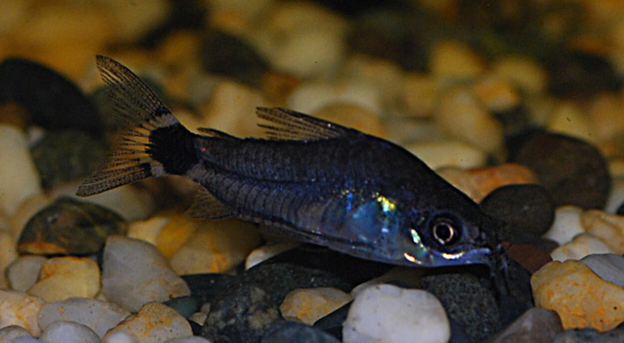 Corydoras hastatus