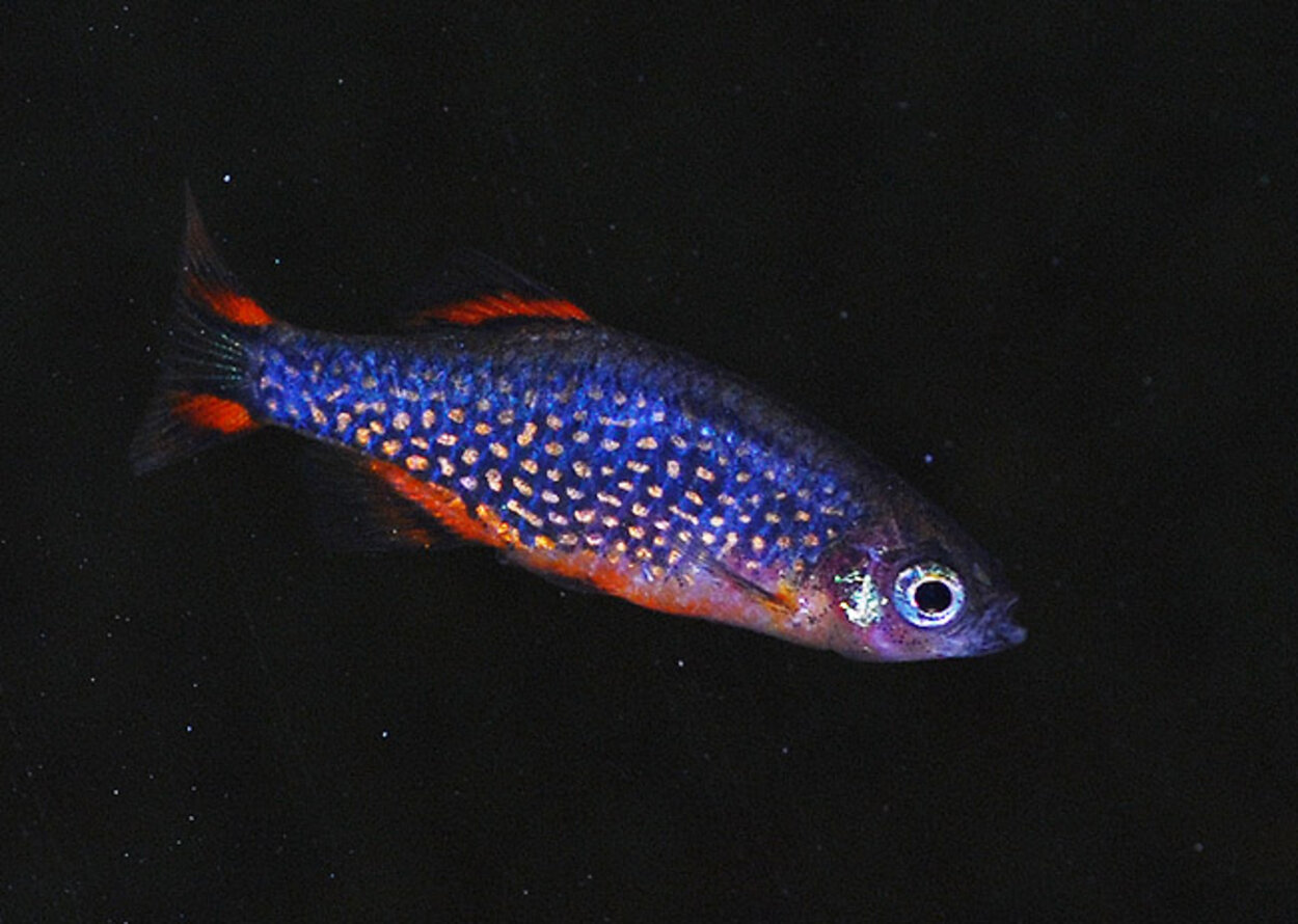 Danio margaritatus "Galaxy"