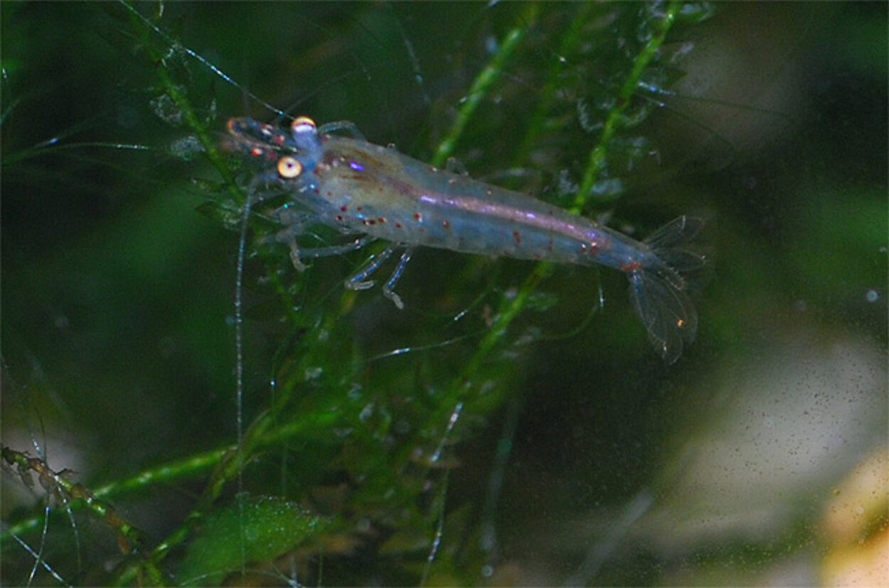 Neocaridina cf. zhanghjiajiensis var. blue 'Blue pearl'