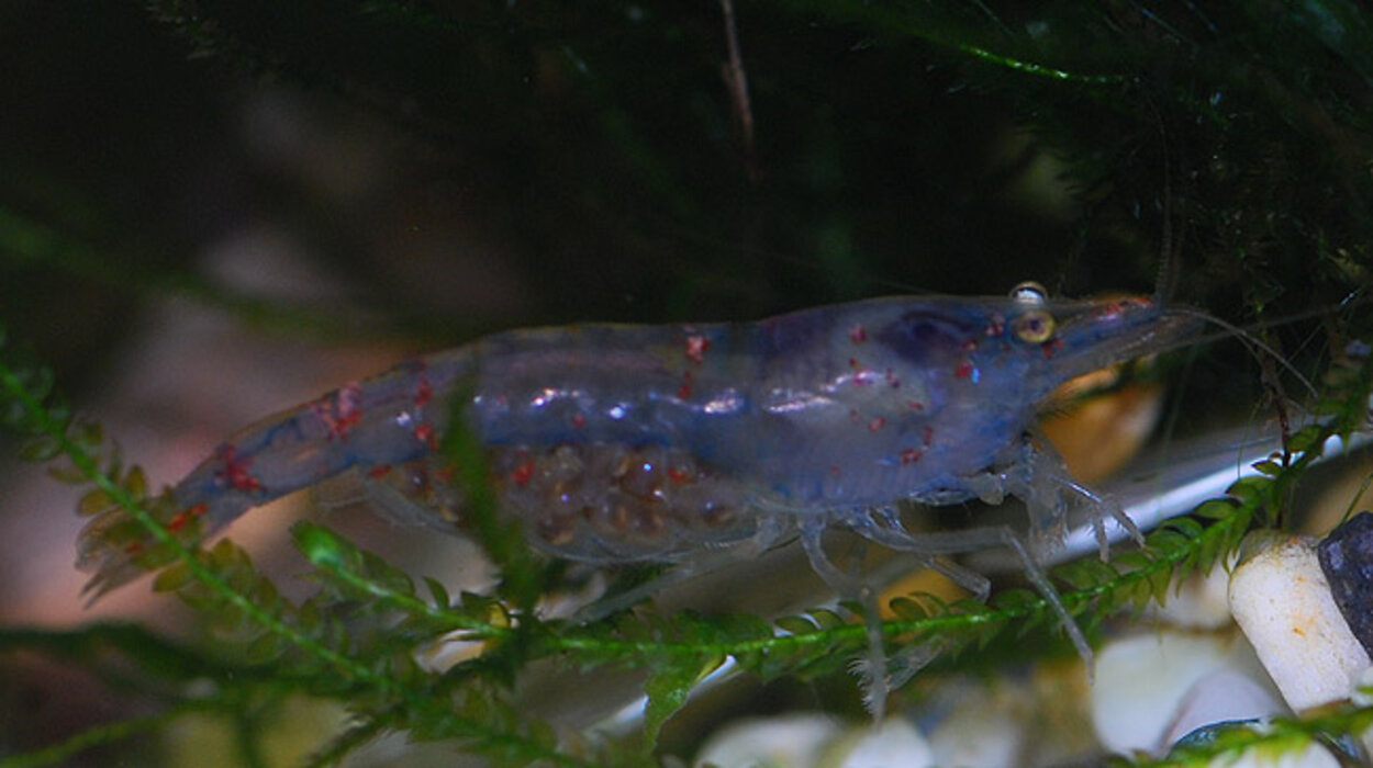 Neocaridina cf. zhanghjiajiensis var. blue 'Blue pearl'