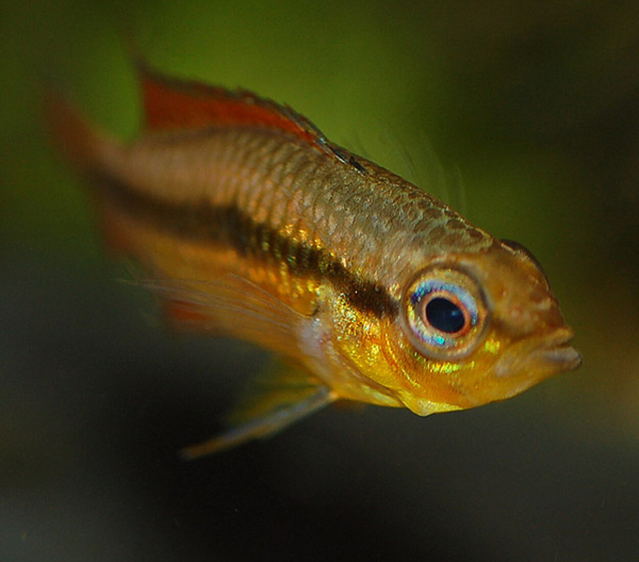 Apistogramma agassizi