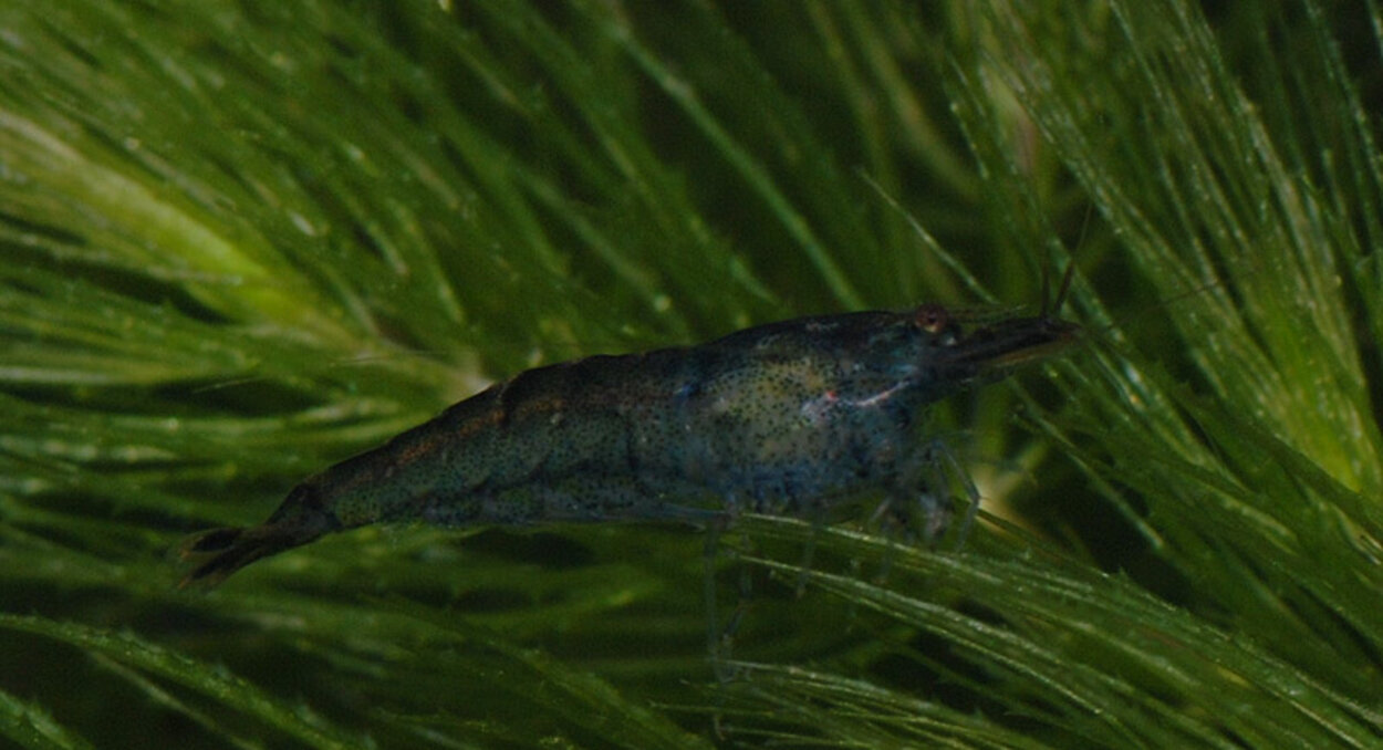 Blau-Braune Zwerggarnele Neocaridinia sp. "Blue"