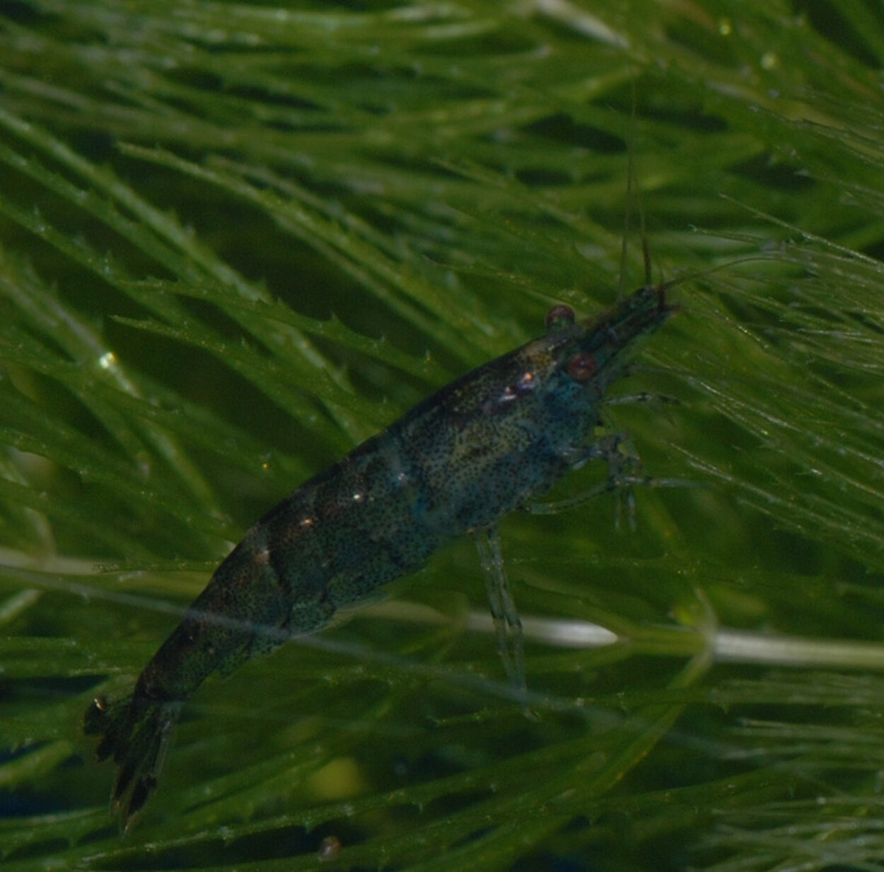 Neocaridinia sp. "Blue"