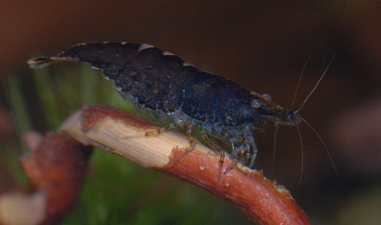 Neocaridina Heteropoda sp Bleu med rom