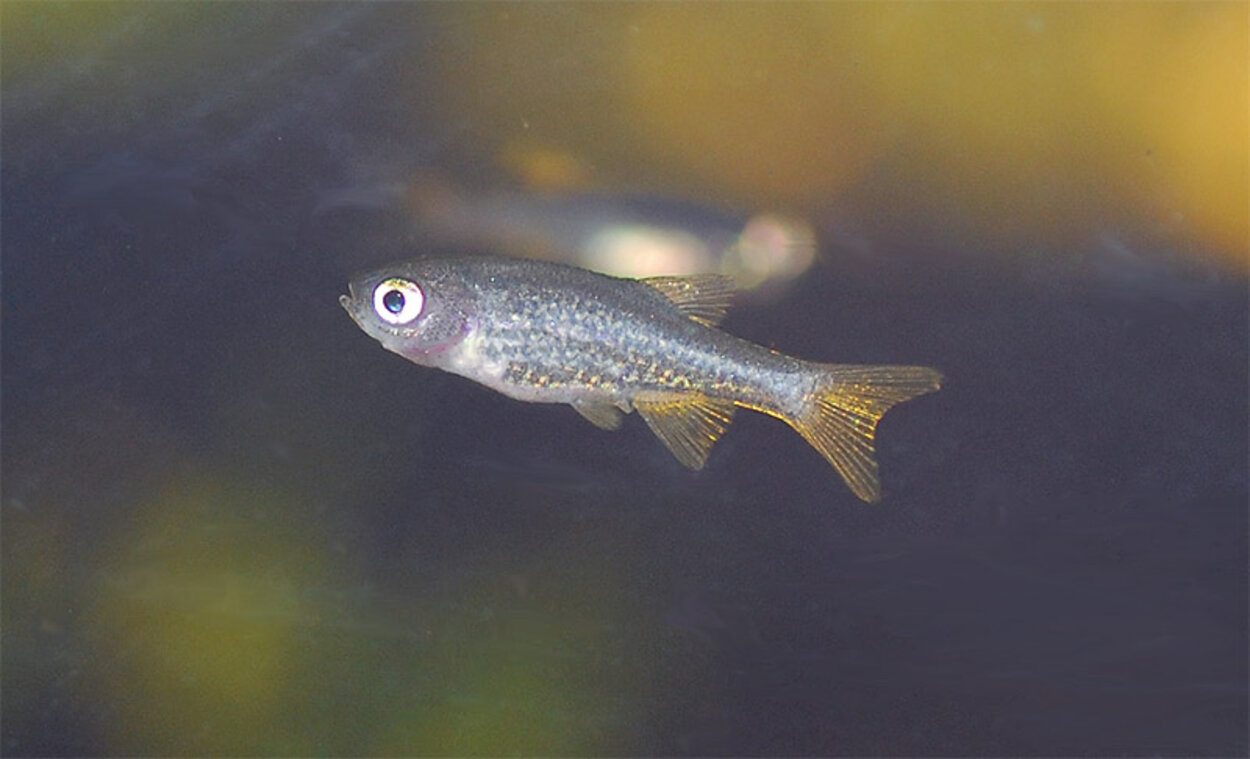 Danio margaritatus "Galaxy"