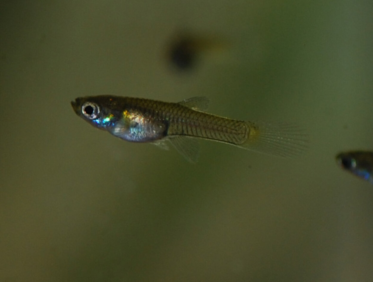 Endlers guppy yngel