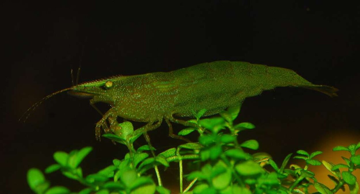 Caridina sp. "dark green"