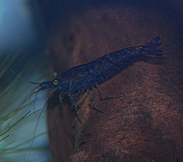 Neocaridina Heteropoda sp Bleu
