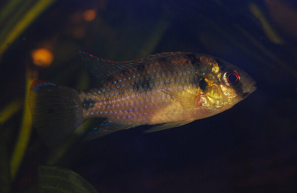 Anomalochromis thomasi