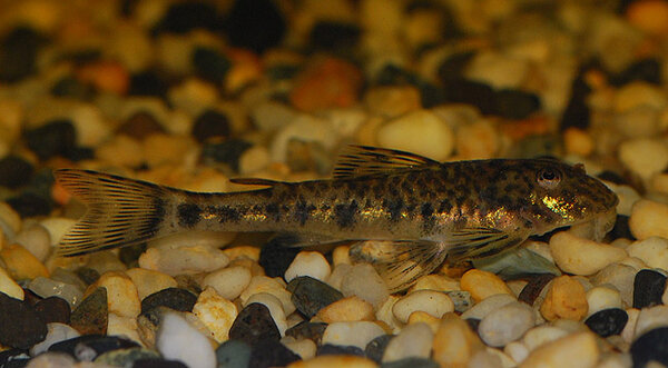 Parotocinclus jumbo LDA25 Pitbulpleco