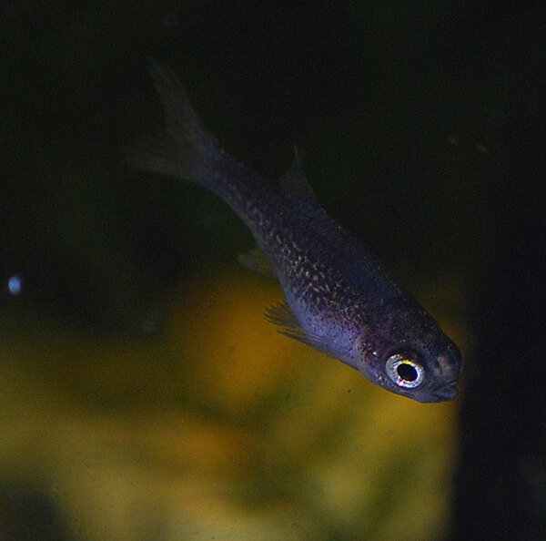 Danio margaritatus "Galaxy"