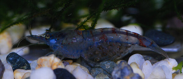 Neocaridina cf. zhanghjiajiensis var. blue 'Blue pearl'