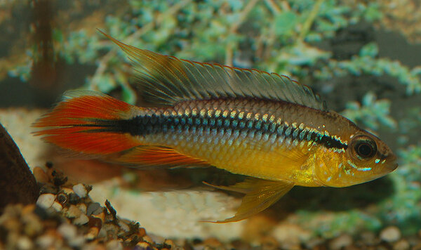 Apistogramma agassizii