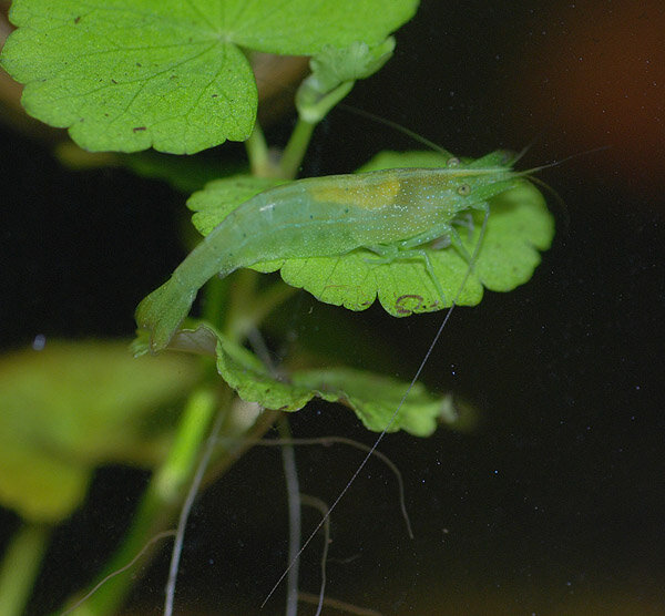 Neocaridina babaulti  "Green"