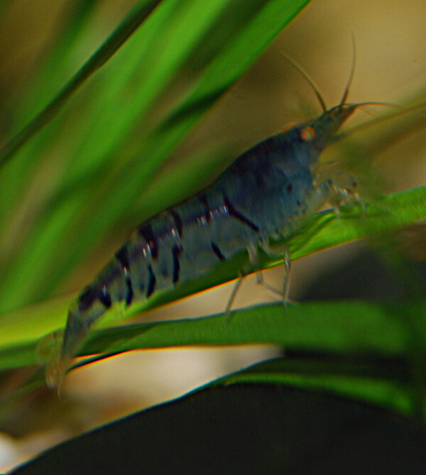 Caridina cf. cantonensis sp. "Blå Tiger"