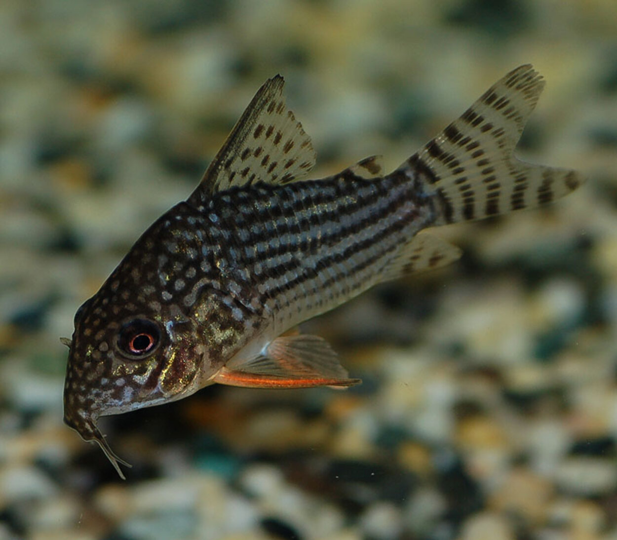 Corydoras sterbai