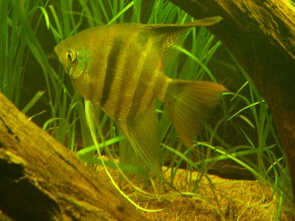 Pterophyllum Dumerilii