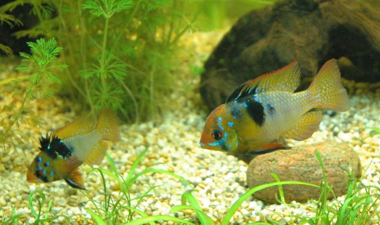 Mikrogeophagus ramirezi