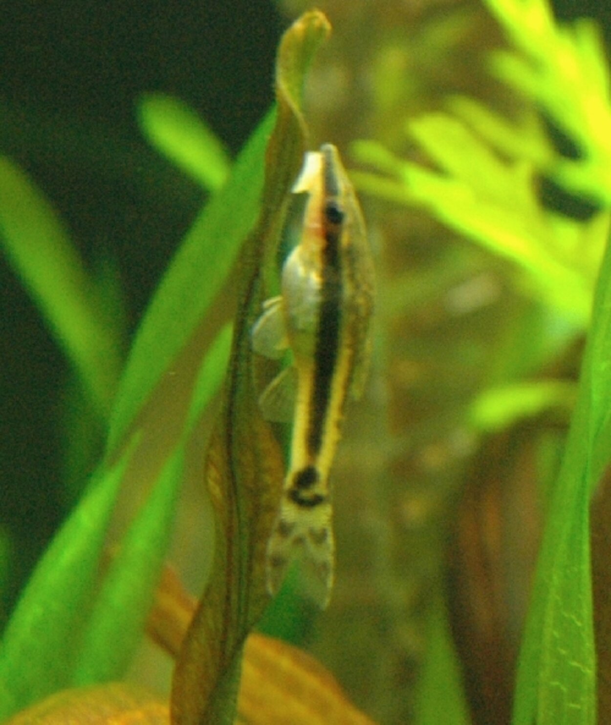 Otocinclus macrospilus tjock