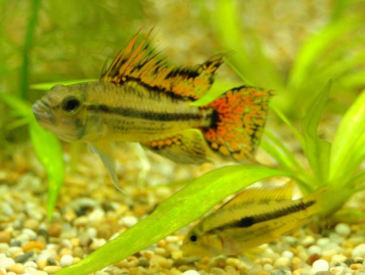 Apistogramma cacatuoides