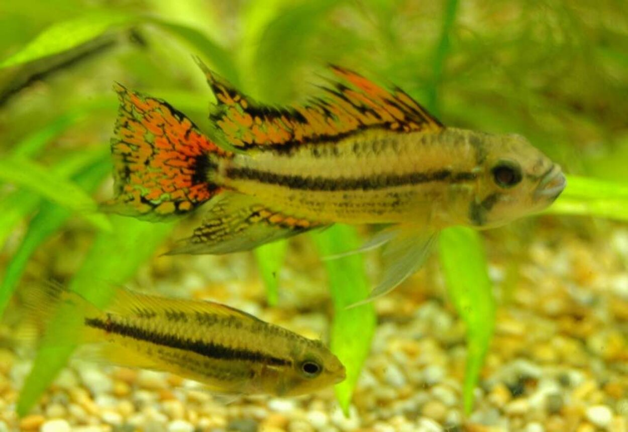 Apistogramma cacatuoides