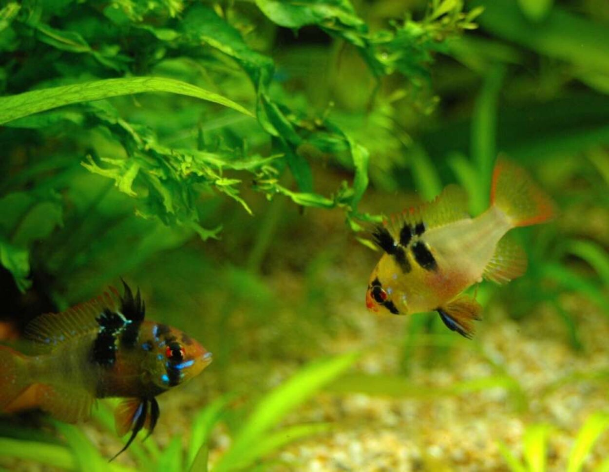 Mikrogeophagus ramirezi honor