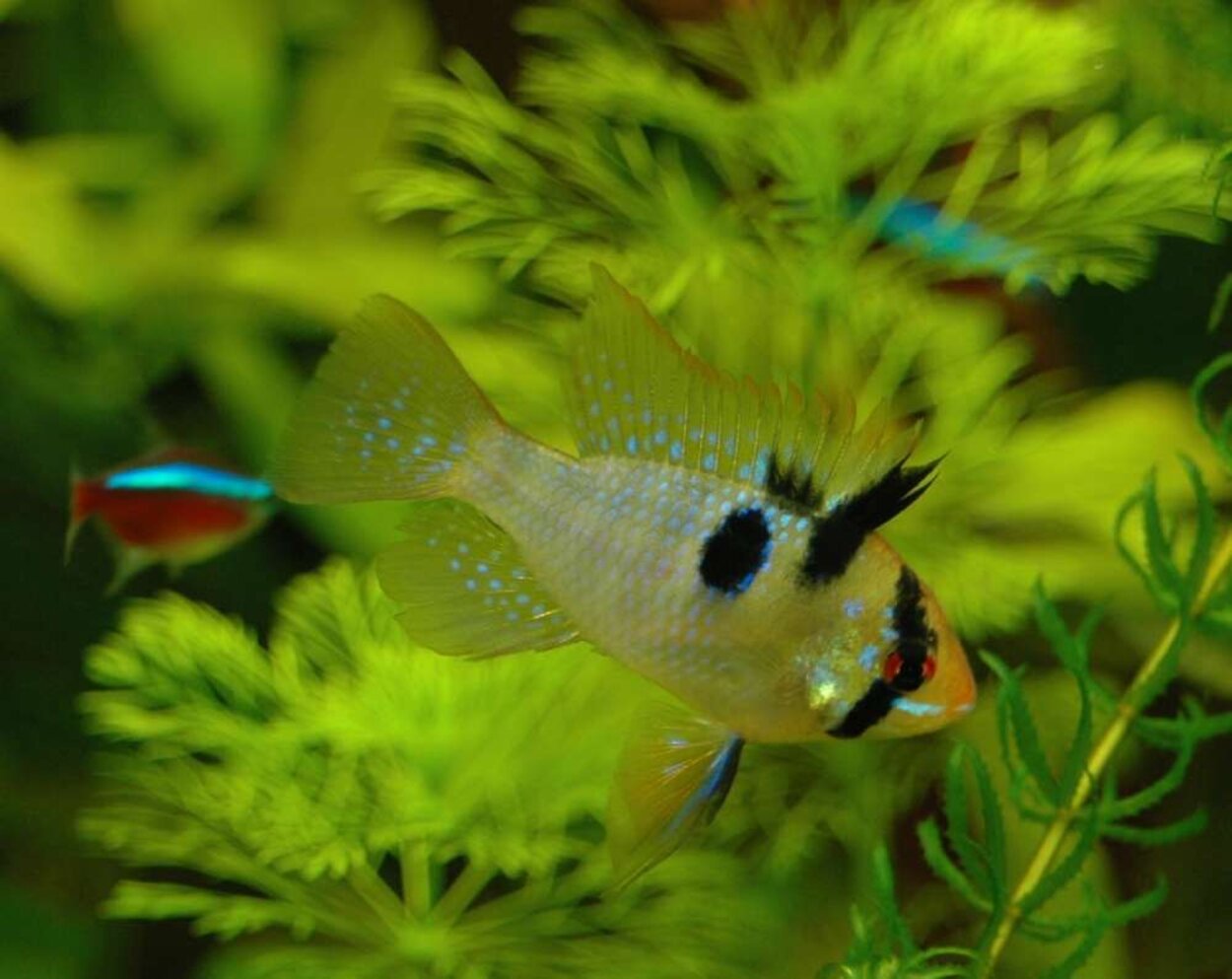 Mikrogeophagus ramirezi hane