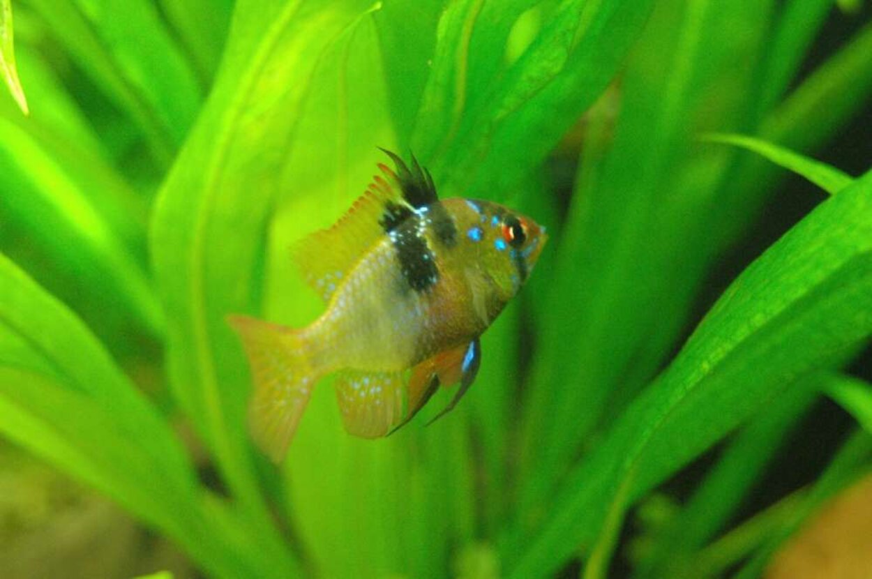 Mikrogeophagus ramirezi hona