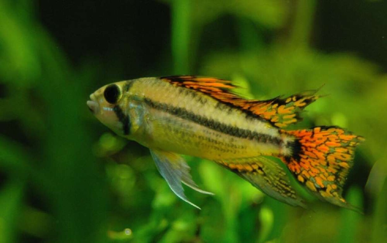 Apistogramma cacatuoides hanne