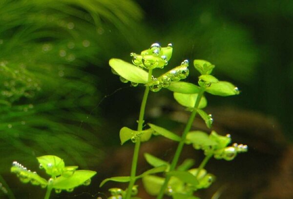 Bubblande Micranthemum umbrosum