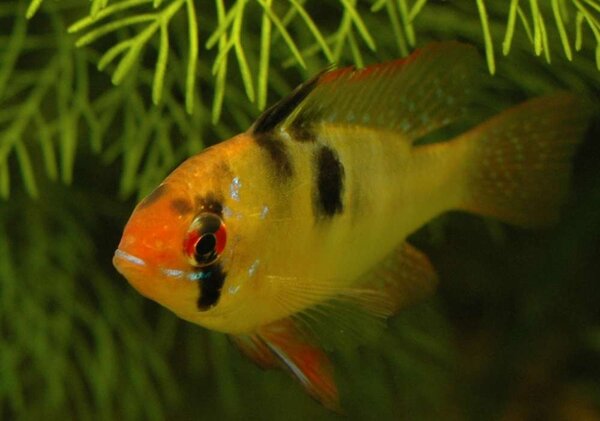 Mikrogeophagus ramirezi