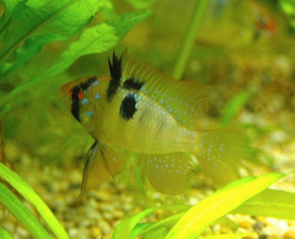 Mikrogeophagus ramirezi hane