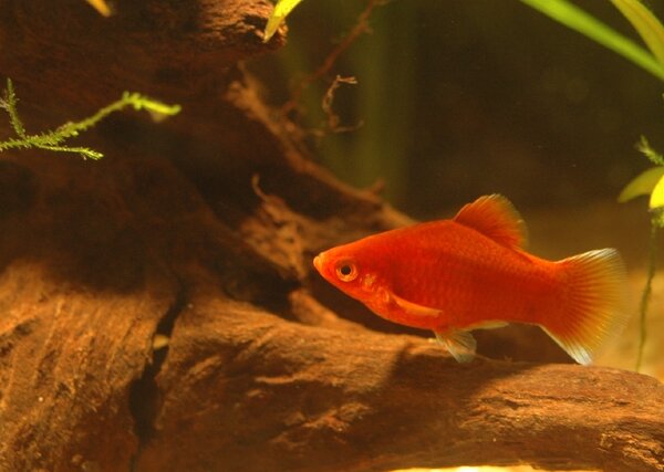 Korall Platy