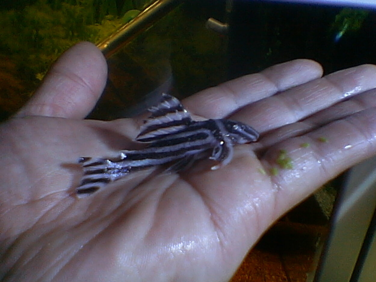 Hypancistrus Zebra L046