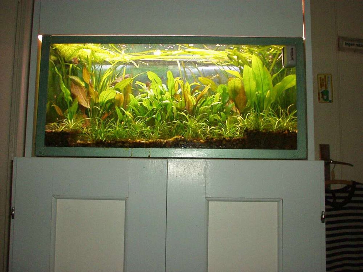 danturions 90 liters akvarium