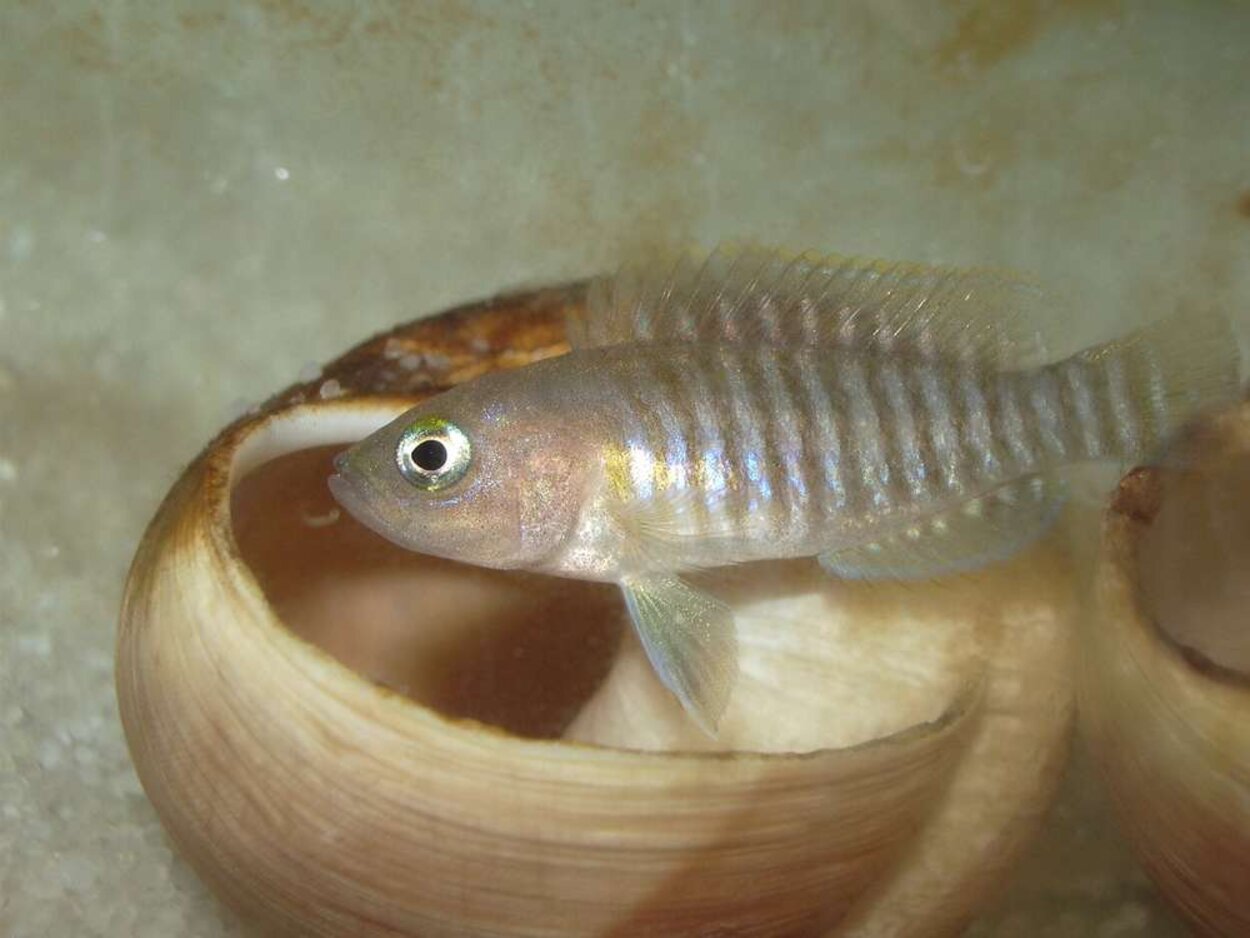 L. multifasciatus och snäckskal