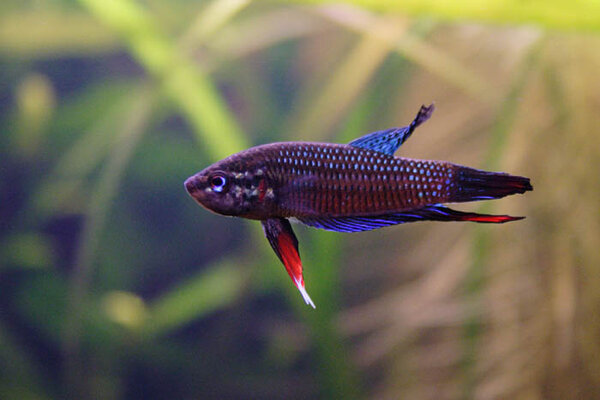 Betta imbellis 071020