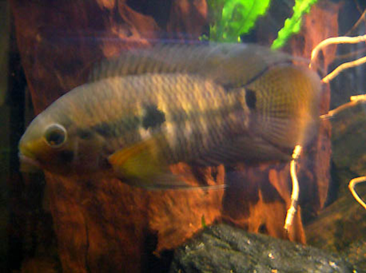 Cichlasoma Amazonarum