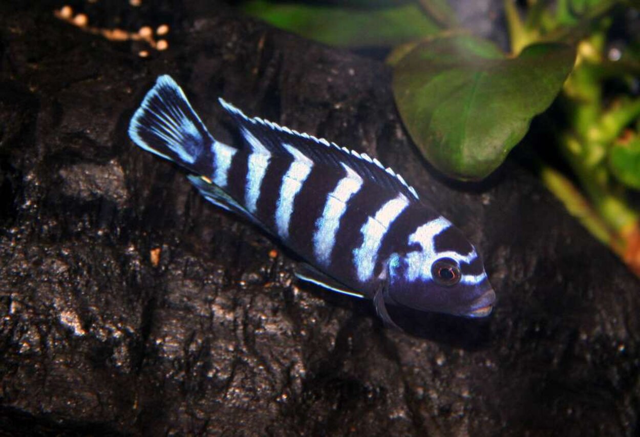 Pseudotropheus Demasoni