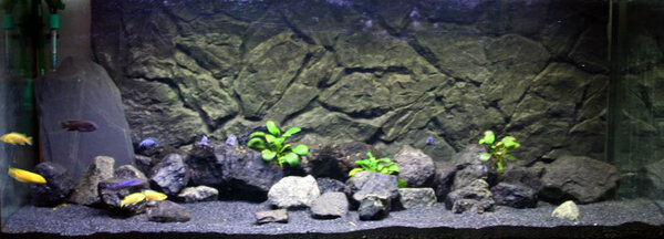 Malawiakvarium - 250liter.