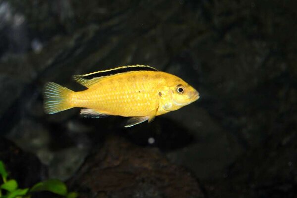 Labidochromis caeruleus, Kakusa - Golden