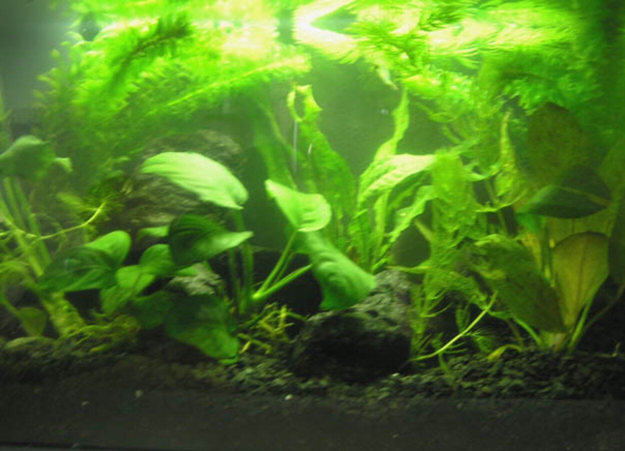 Walstad Växtakvarium med Räkor.