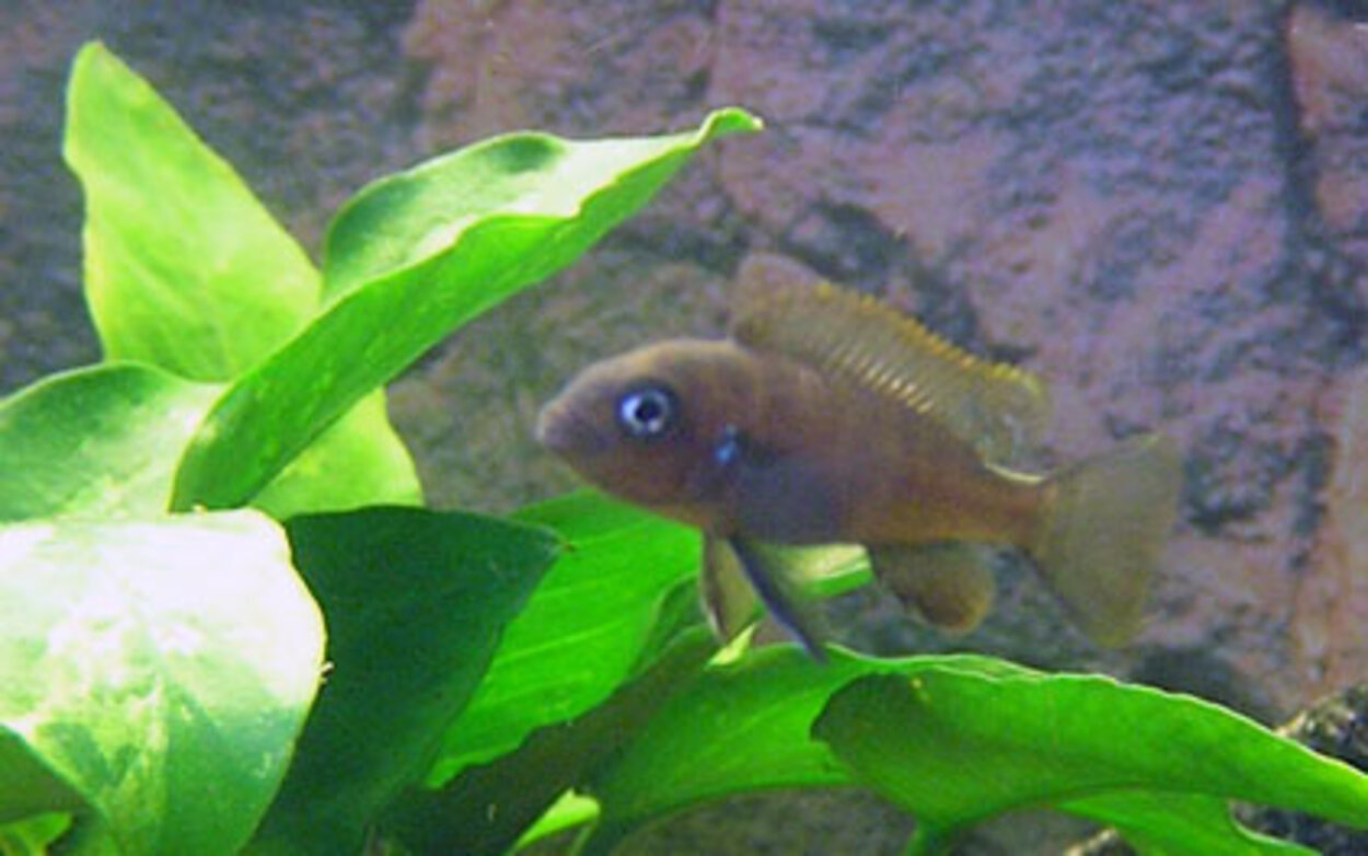 Malawiyngel, förmodligen Cynothilapia Afra sp. "Mara"